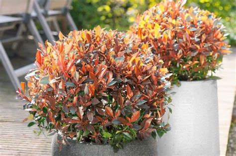 Photinia en pot avec jeunes pousses rouges