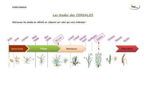 Schéma des différents stades de développement des céréales