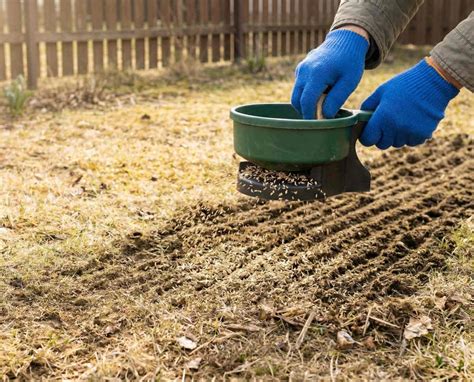 Photo montrant l'épandage de granulés sur une pelouse après scarification