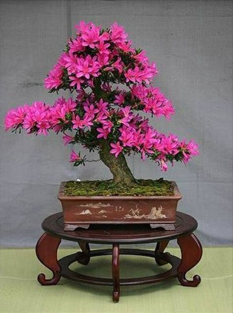 Détail d'un bonsaï en fleurs ayant reçu un prix d'excellence