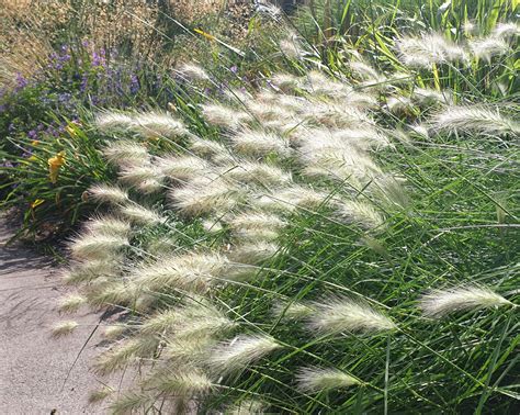 Gros plan sur les épis du Pennisetum villosum
