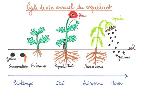 Tableau comparatif des cycles de vie des plantes