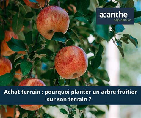 Comparaison visuelle entre un arbre fruitier classique et un arbre nain