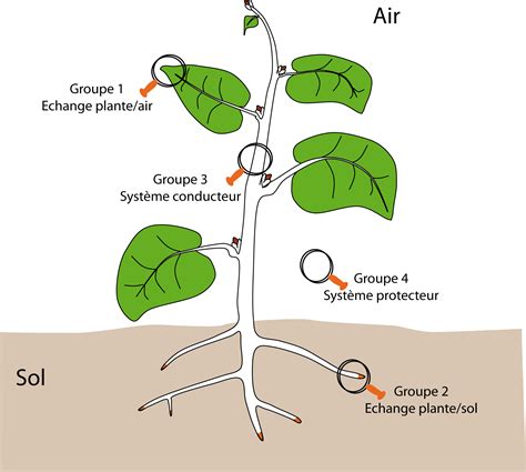 Schéma illustrant la différence de taille des feuilles entre une plante rampante et une plante grimpante sur tuteur
