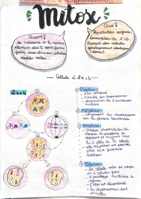 Schéma comparatif entre la croissance naturelle du noisetier et son utilisation en design