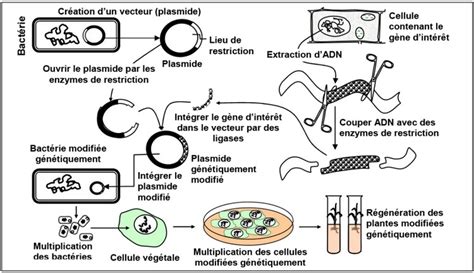 Schéma illustrant le processus de modification génétique en laboratoire
