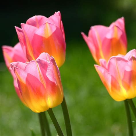 Tulipe 'Tom Pouce' en massif