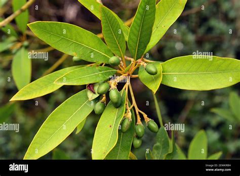 Gros plan sur les feuilles et les fruits immatures du Ficus cyathistipula