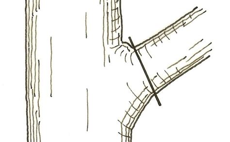 Schéma illustrant la technique de taille correcte d'une branche de figuier