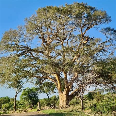 Représentation d'un Ficus sycomorus avec des fruits sur le tronc