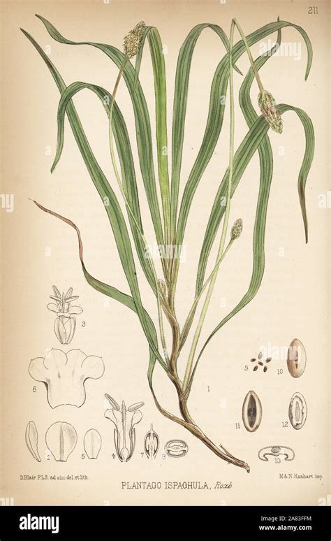 Illustration botanique du Plantago ovata, la plante source du psyllium blond, montrant ses épis caractéristiques et ses petites feuilles.
