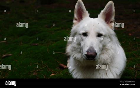 Portrait d'un Berger Blanc Suisse dans un environnement naturel