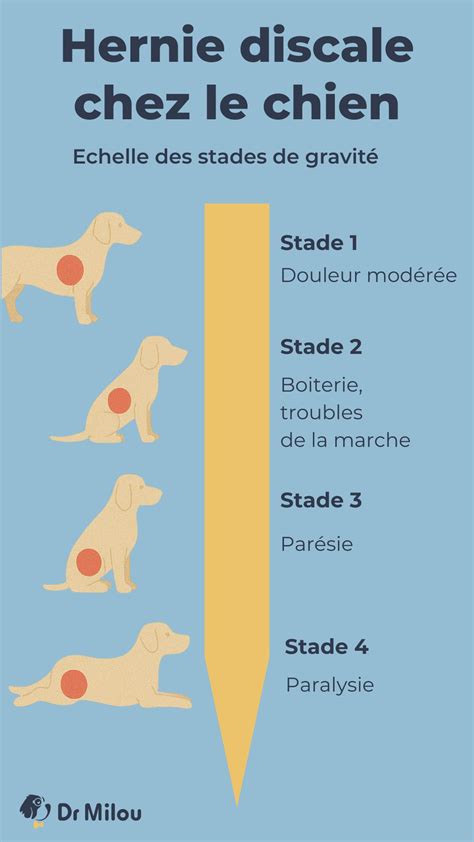 Schéma illustrant la thermorégulation du pelage double chez le chien
