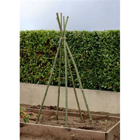 Schéma comparatif montrant la différence entre un tuteur bambou et un tuteur en bois autoclave
