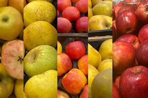 Diversité de variétés de pommes récoltées en automne