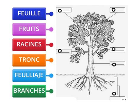 Schéma illustrant les parties de l'abricotier vulnérables aux maladies (racines, tronc, branches, fleurs, feuilles, fruits)