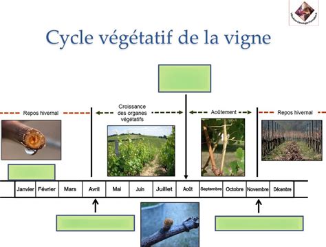 Schéma illustrant le cycle végétatif de la vigne mois par mois