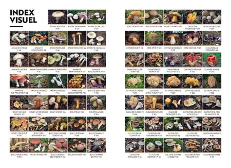Guide visuel des champignons courants en Ariège : Cèpes, Girolles et Trompettes