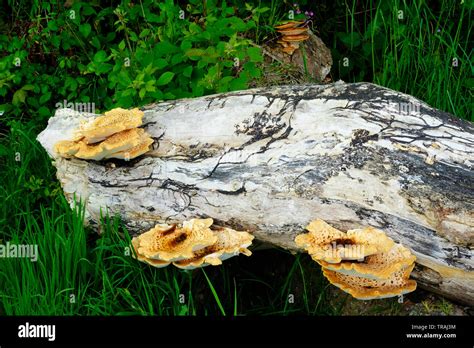 Champignon Daldinia Childiae sur un tronc d'arbre mort