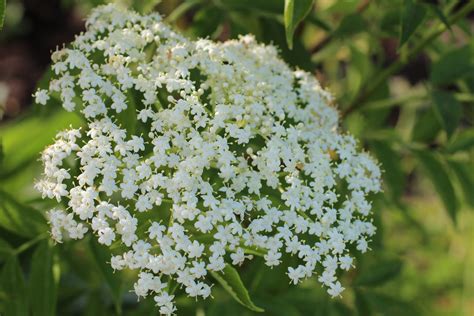 Fleurs blanches parfumées du Sureau Noir
