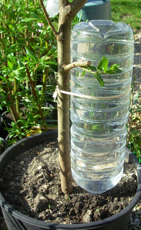 arrosage diy bouteille
