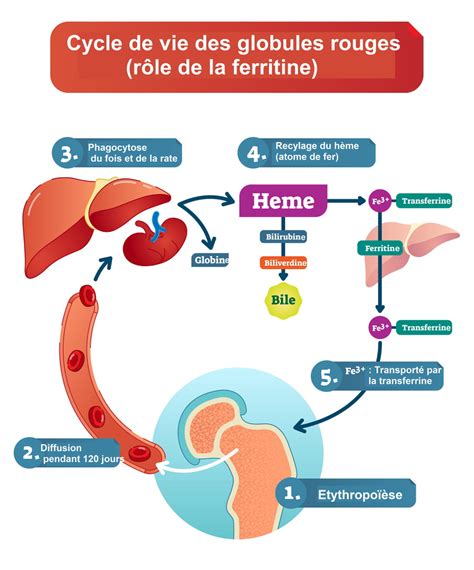 Rôle de la ferritine dans le corps humain