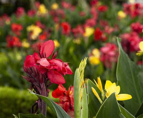 Illustration d'un canna en pleine floraison avec des feuilles luxuriantes