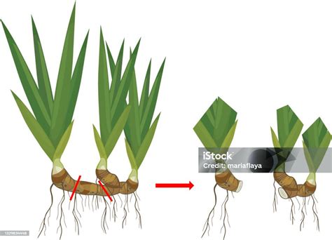 Schéma illustrant la division d'un rhizome de canna avec les yeux clairement indiqués