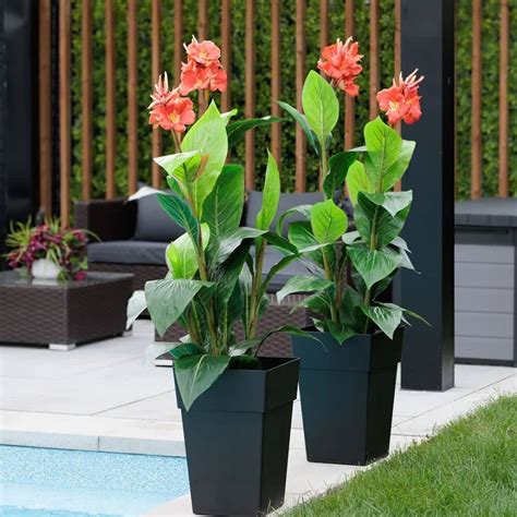 Image d'un jeune plant de canna dans un pot, exposé à une lumière vive