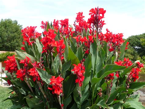 Image de cannas plantés en massif avec d'autres fleurs estivales