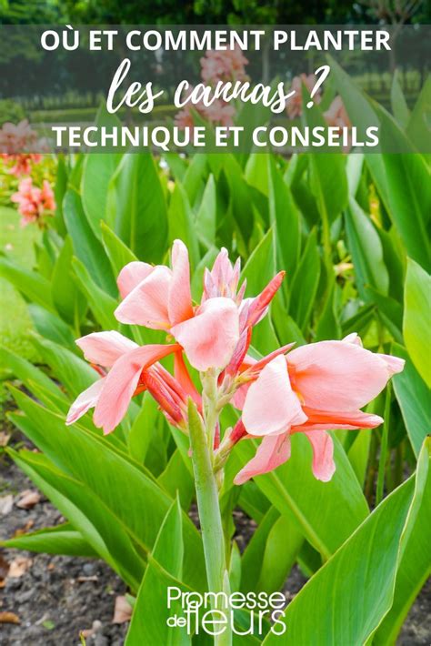 Infographie présentant des exemples d'associations de plantes avec des cannas
