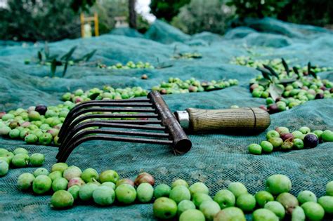 Préparation du sol avant la récolte des olives