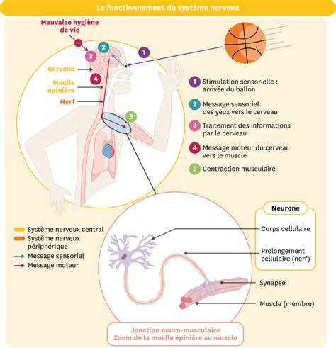 Schéma explicatif montrant l'interaction entre le système nerveux et le système digestif, illustrant l'effet régulateur du bourgeon de figuier