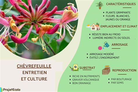 entretien du chèvrefeuille