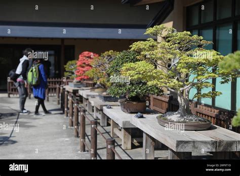 Extérieur du Musée d'Art du Bonsaï d'Omiya, avec ses jardins