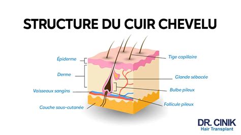 Schéma anatomique détaillé du follicule pileux et du bulbe capillaire montrant la papille dermique et les gaines