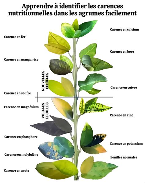 Infographie montrant les impacts des carences nutritionnelles et du stress sur le cycle de croissance capillaire