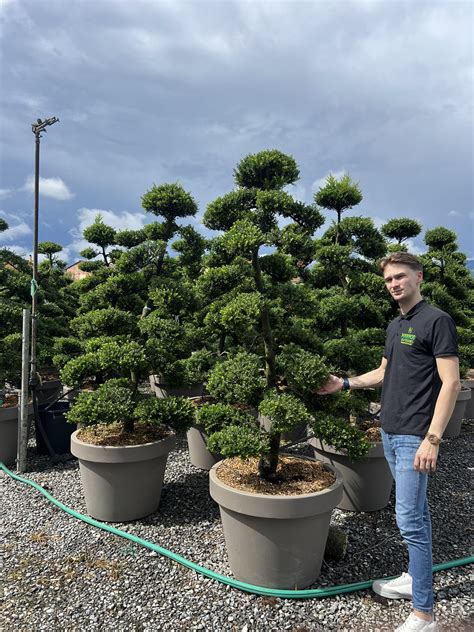 Ilex crenata 'Stokes' topiary in a Japanese garden