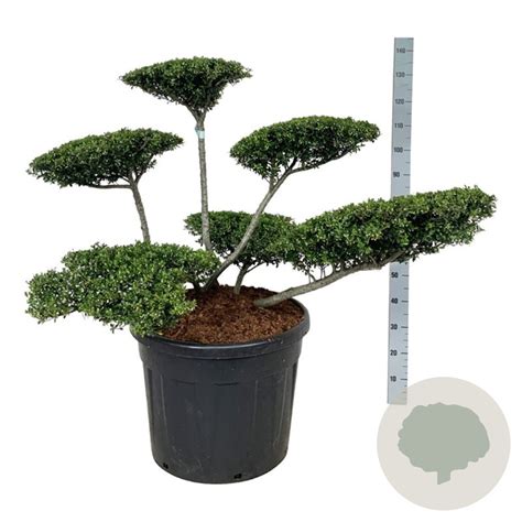 Boutures d'Ilex crenata 'Stokes' en godets