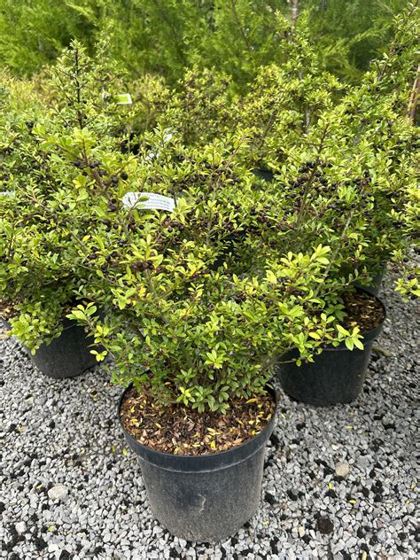 Plantation d'un jeune Ilex crenata 'Stokes' en pleine terre
