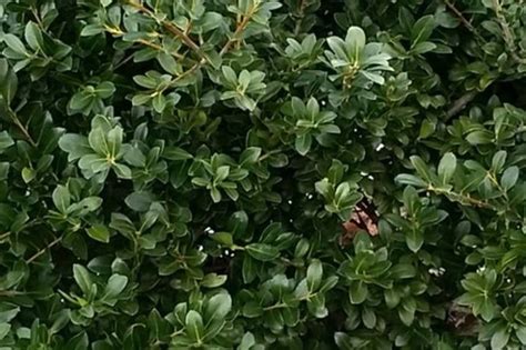 Outils de taille pour l'Ilex crenata 'Stokes'