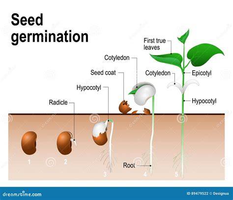 Schéma illustrant les étapes de la germination d'une graine d'hibiscus