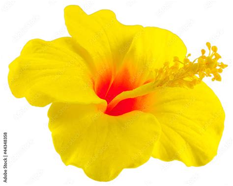 Autocollants hibiscus jaune sur différentes surfaces