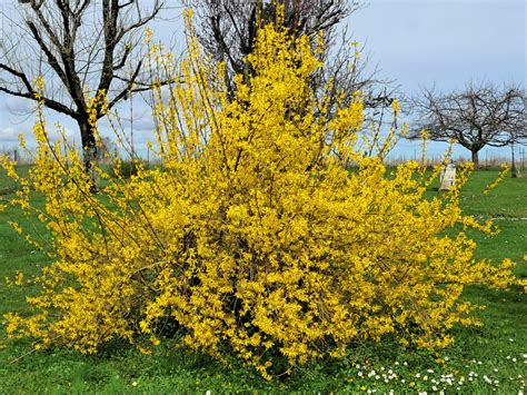 Forsythia en pleine floraison