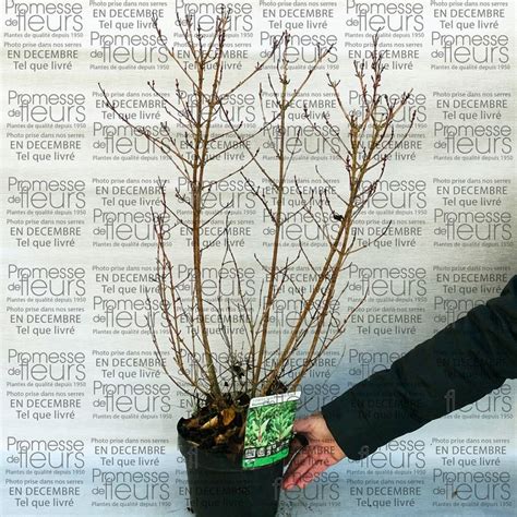 Feuillage panaché du Forsythia 'Kumsun'