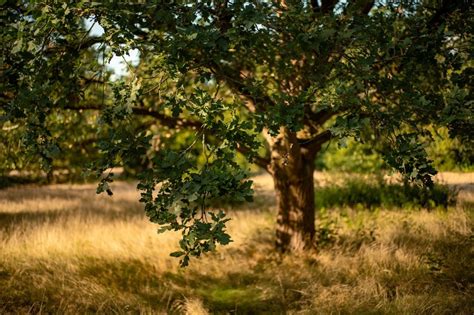 Brûlé autour d'un arbre truffier