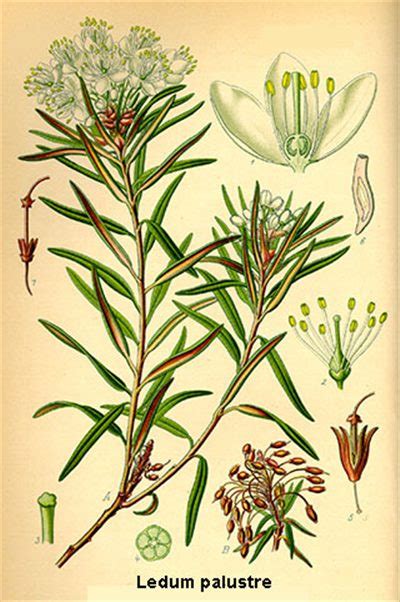 Planche botanique du Lédon des marais (Ledum palustre)