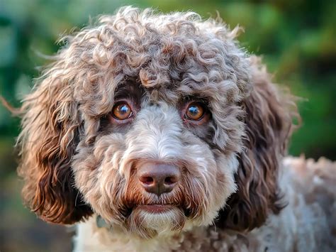 Portrait d'un Lagotto Romagnolo aux boucles caractéristiques dans un environnement naturel