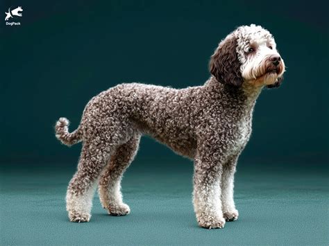 Schéma illustrant les zones sensibles du Lagotto Romagnolo où le feutrage se forme fréquemment