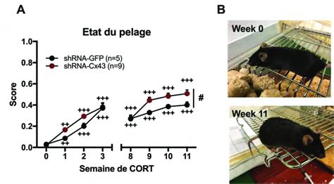 Illustration comparative entre un pelage bien entretenu et un pelage présentant des signes de feutrage